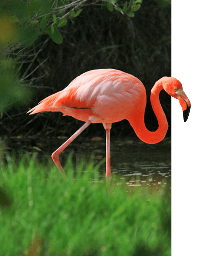 Bright pink flamingo in the Galapagos Islands, nicknamed Rosy Galapagos