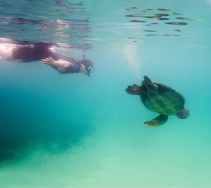 Snorkeler swimming with Green Sea Turtle in the clear Galapagos ocean water