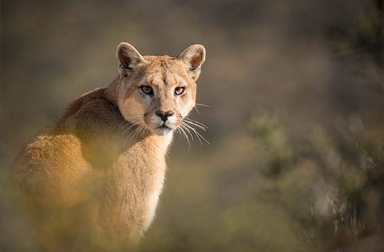 Puma Safari
