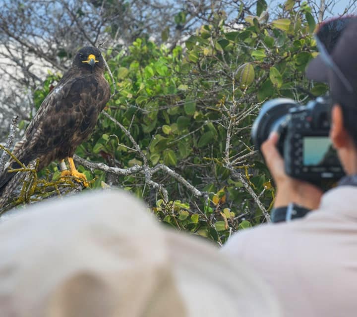 Galapagos Hawk