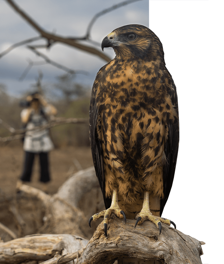 Galapagos Hawk up close Galapagos Hawk up close