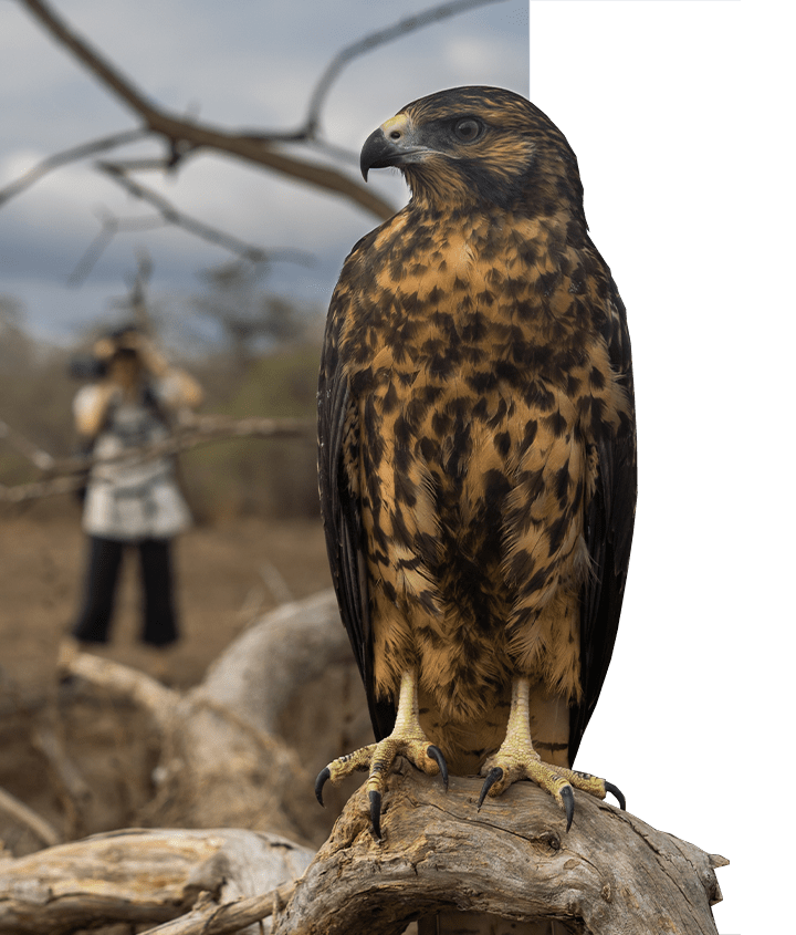 Galapagos Hawk up close