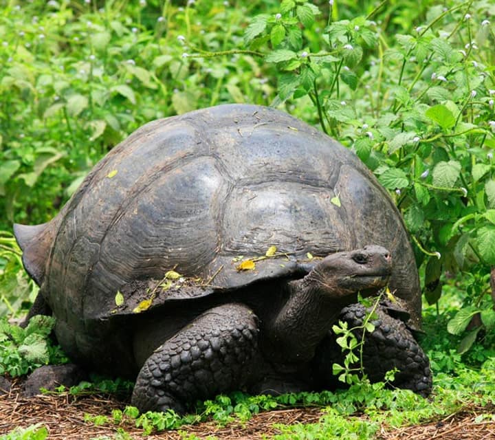 Galapagos Tortoises drinking water