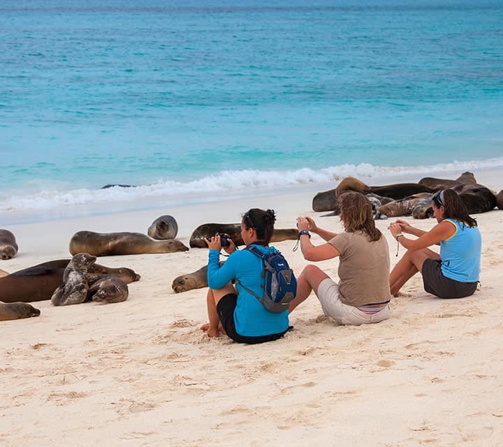Galapagos beach with sea lions