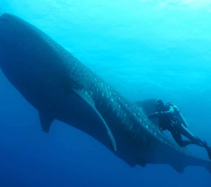 Diving with Whale Sharks in the Galapagos ©ikuefoto