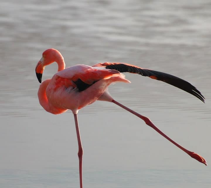 Galapagos Flamingo ©ikuefoto