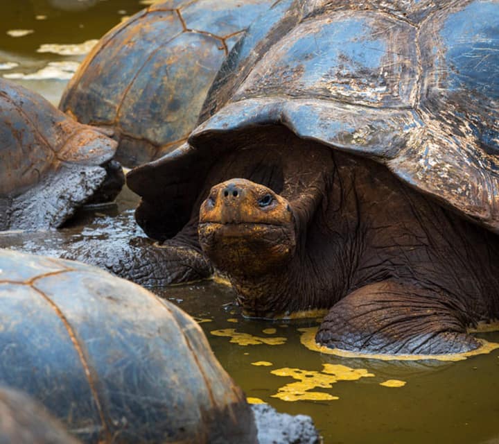 Giant Tortoise - Galapagos Jurassic Park
