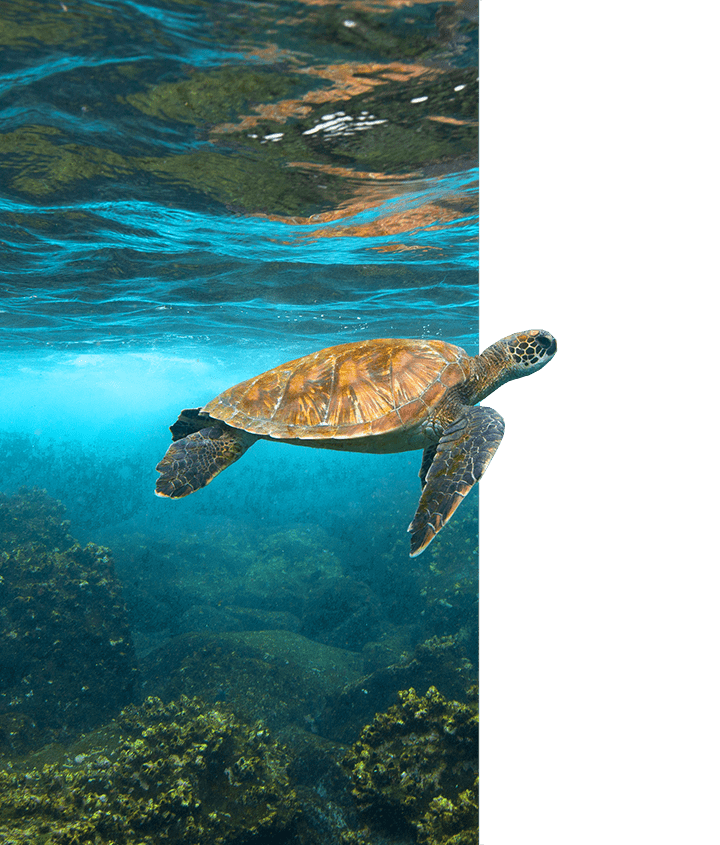 Galapagos Green Sea Turtle swimming