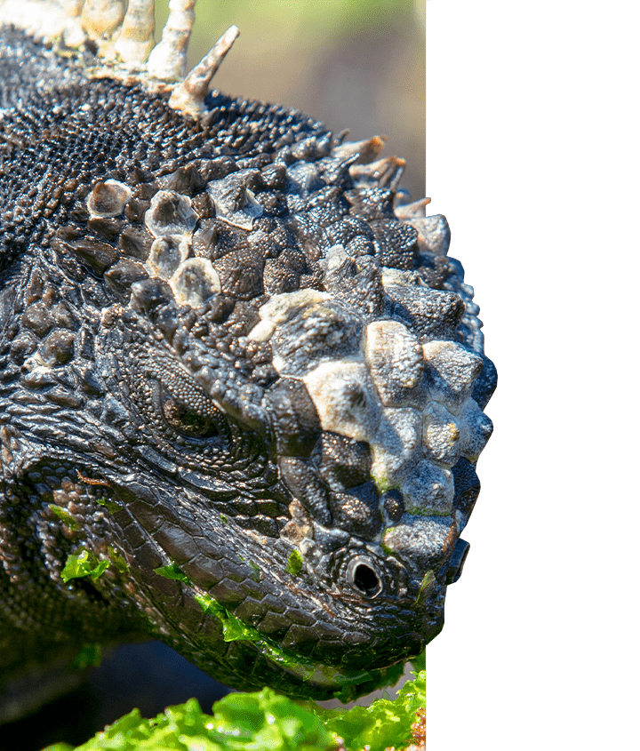 Galapagos marine iguana face up close