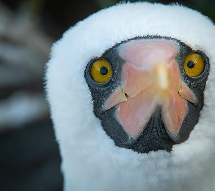 Face of a Nazca Booby in the Galapagos