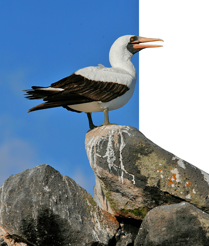 Nazca Booby perched on Galapagos rock