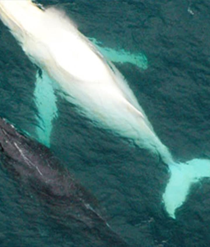 Albino Humpback Whale