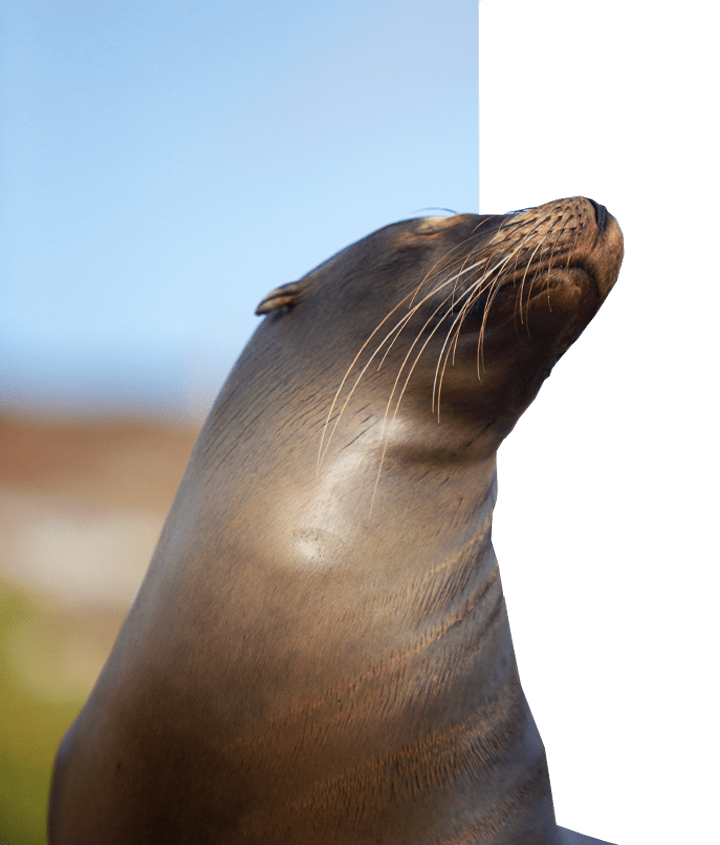Sassy Galapagos Sea Lion looking away
