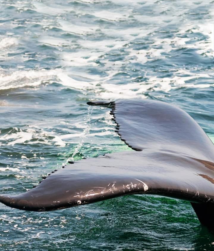 Fin of a Shark in Galapagos