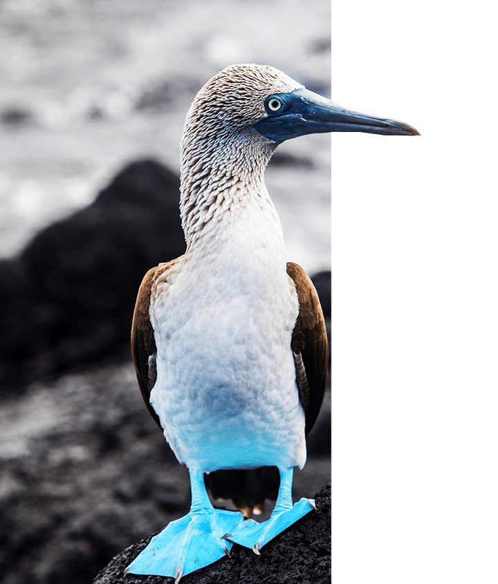 Blue-footed Booby, Galapagos Wildlife