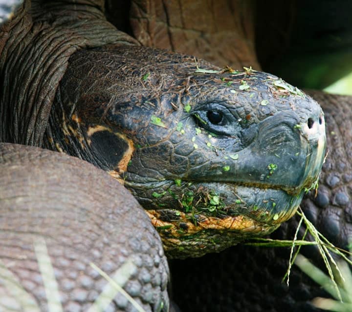Galapagos Giant Tortoise face covered in grass