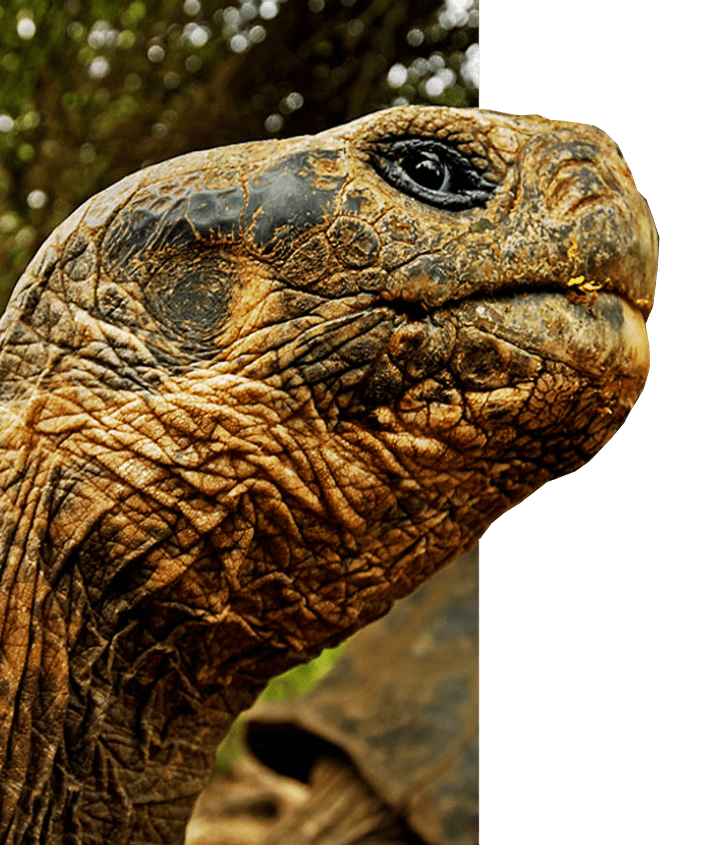 Lonesome George, Pinta Island Tortoise