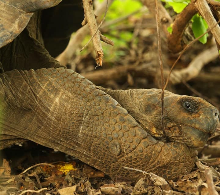 Galapagos Giant Tortoise face upclose