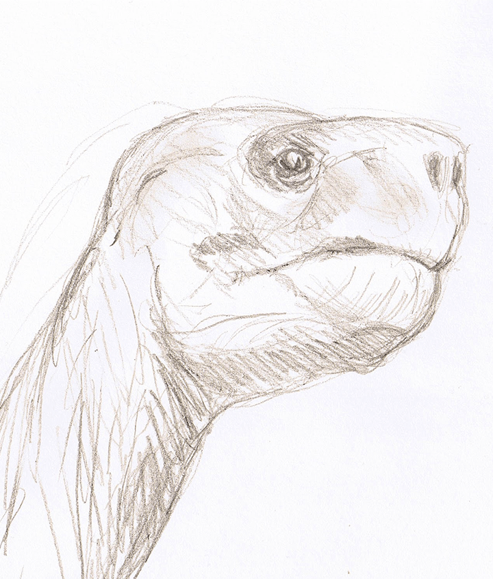 Sketch of Lonesome George