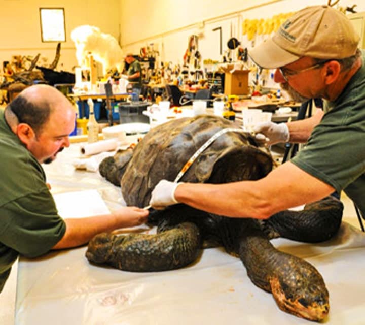 Measuring Galapagos Giant Tortoise