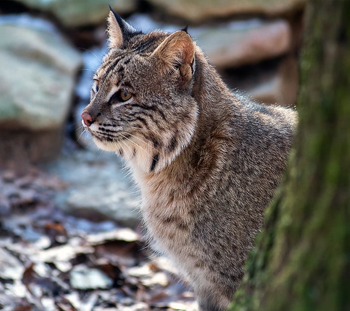 Andean Cat