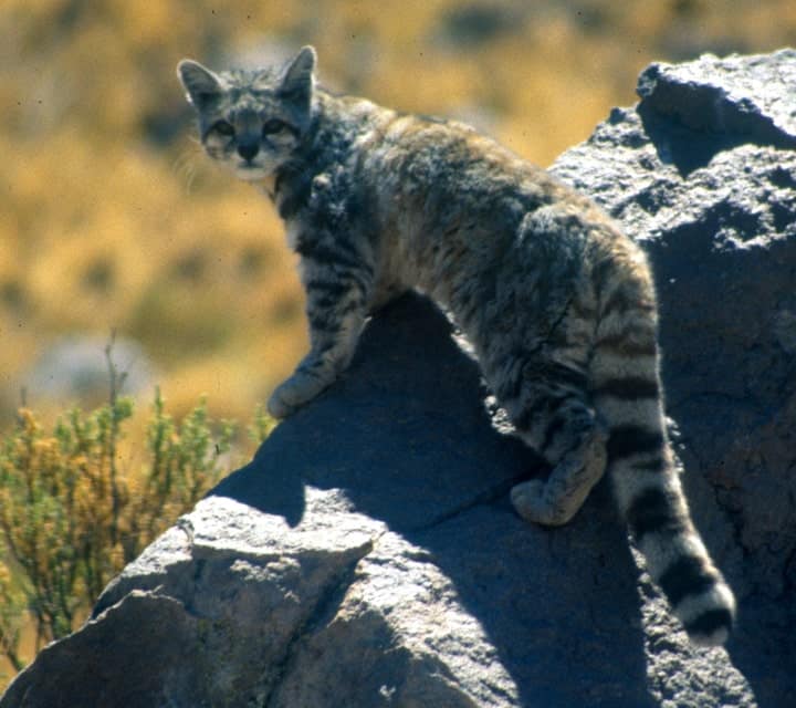 Andean Cat