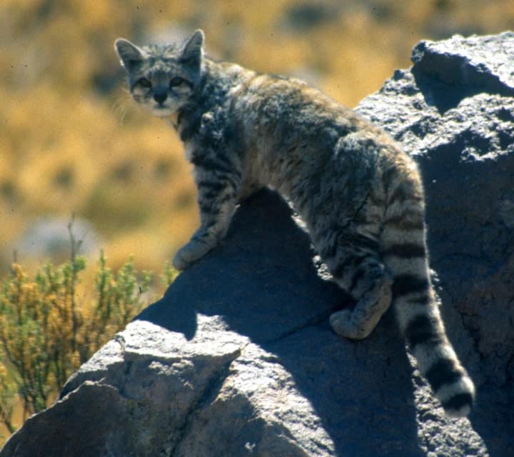 Andean Cat Andean Cat