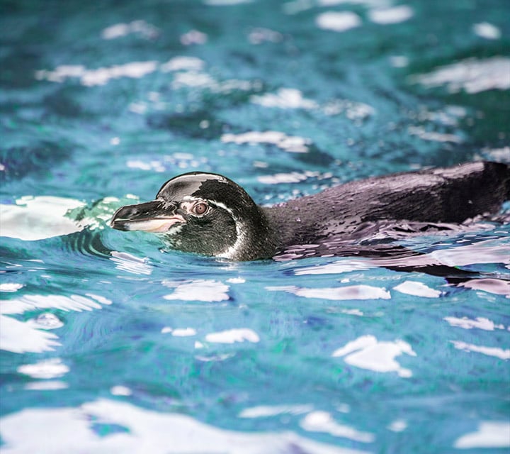Galapagos Penguin at Chinese Hat Islet, Galapagos