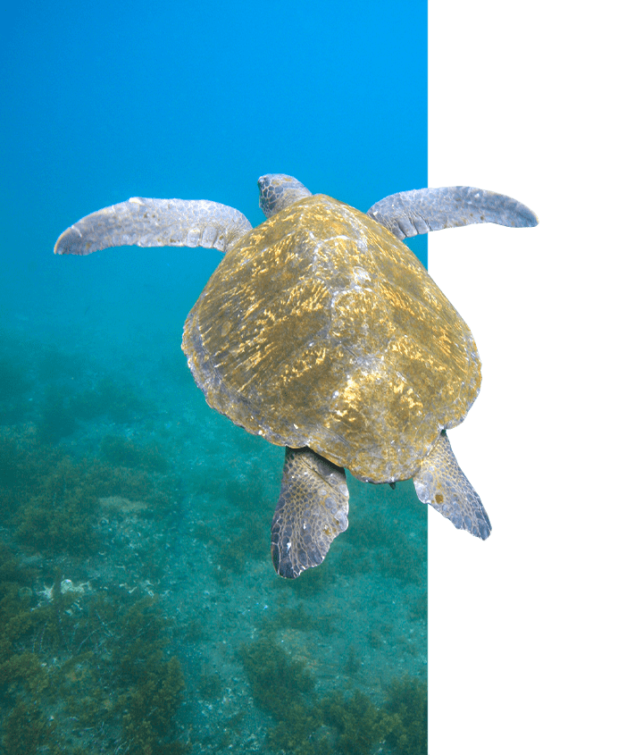 Galapagos green sea turtle