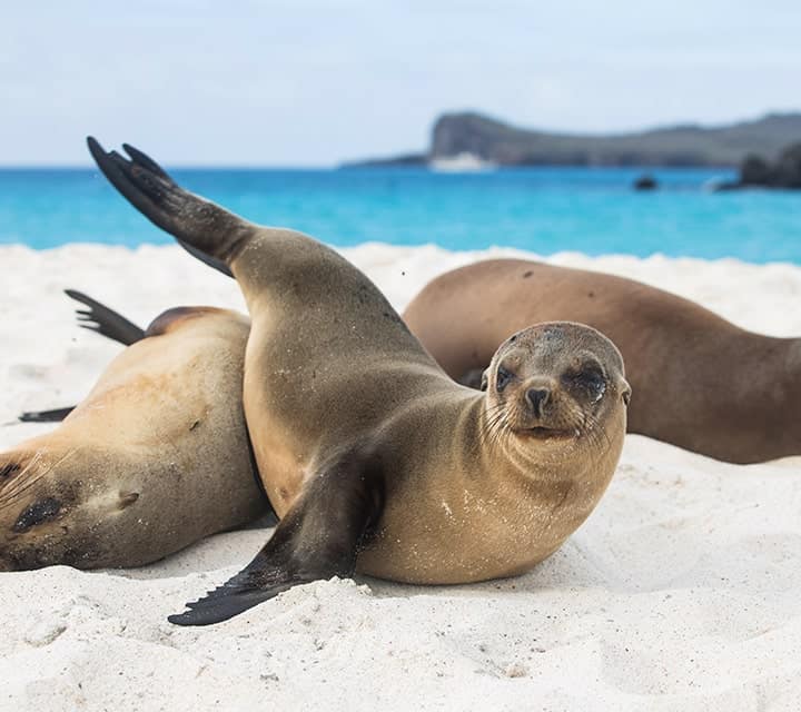 Galapagos sea lions laying on white sand beach