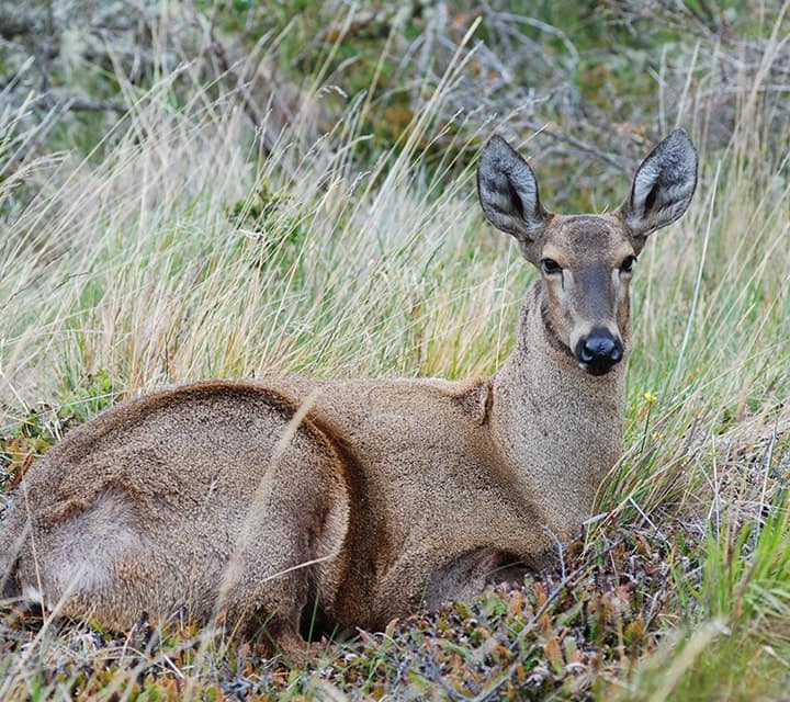 Patagonian Huemul