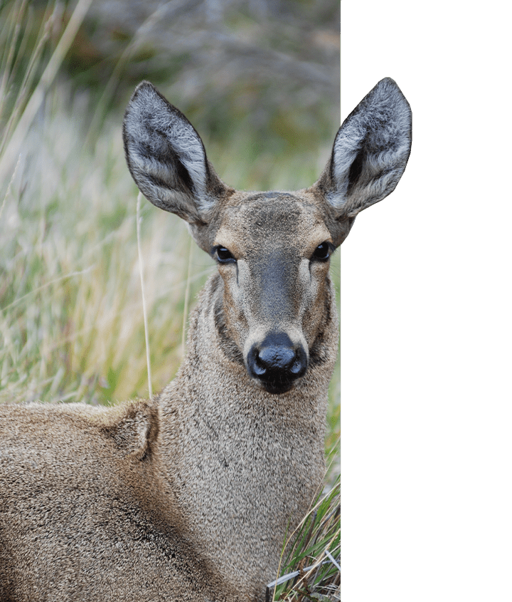 Huemul Andean Deer Huemul Andean Deer
