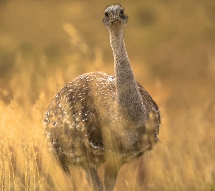 Lesser Rhea