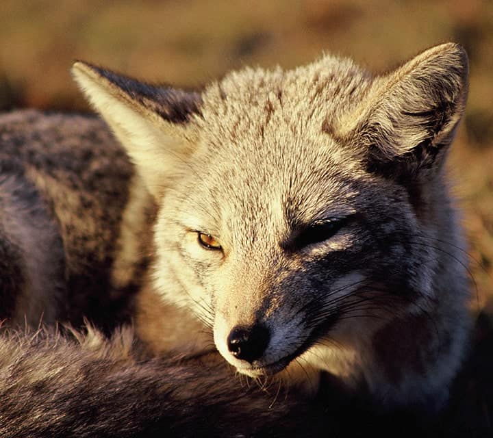 Gray Fox and Culpeo Fox Gray Fox and Culpeo Fox