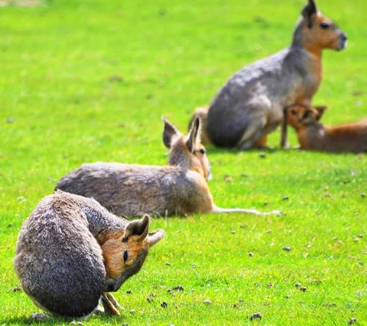 Patagonian Maras Patagonian Maras