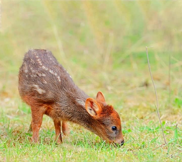 Pudu Deer