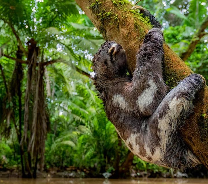 Sloth hanging on to a tree in the Ecuadorian Amazon Jungle