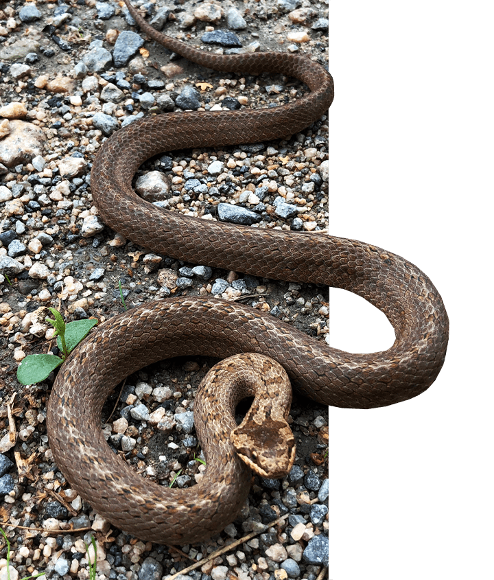 New Species of Snake found in the Galapagos
