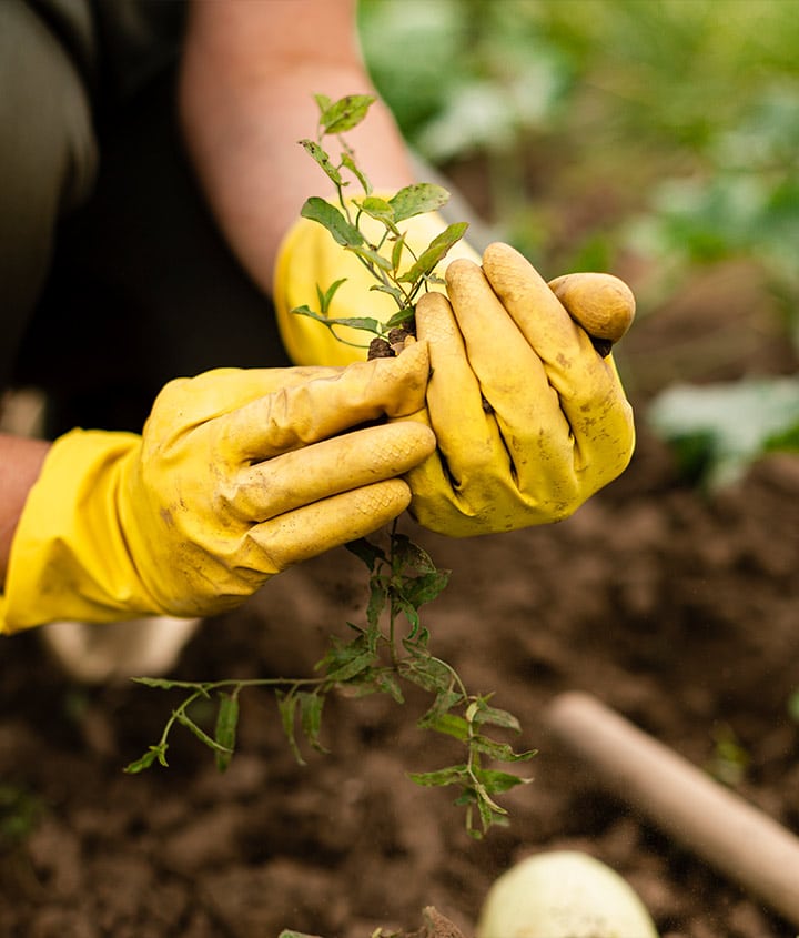 Planting & Farming in the Galapagos