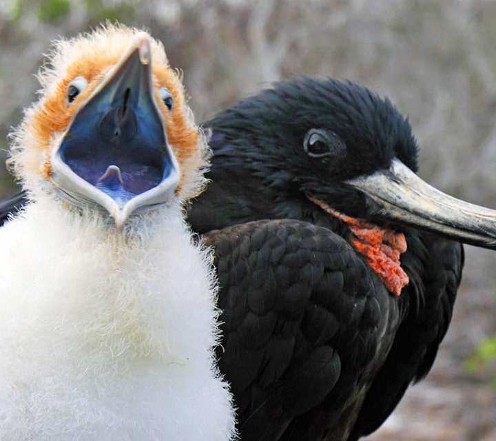 Galapagos Frigatebird mom with hatchling