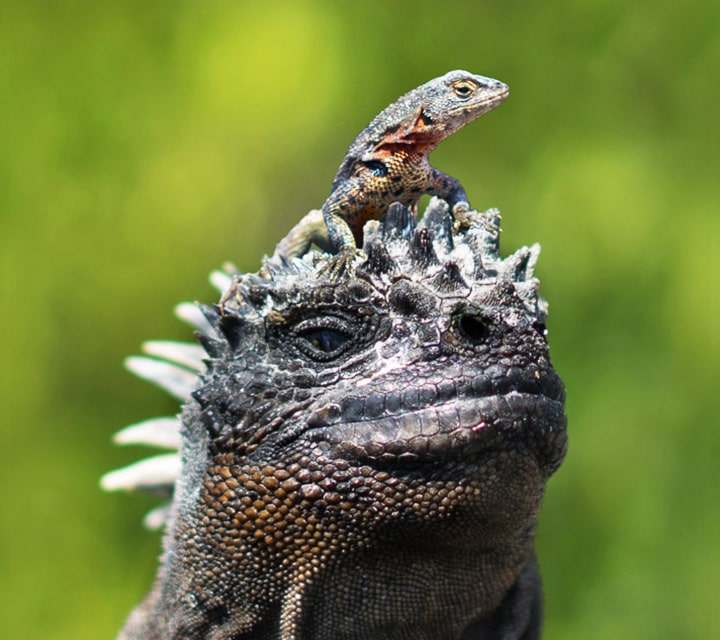 Lava Lizard atop a Marine Iguana in the Galapagos