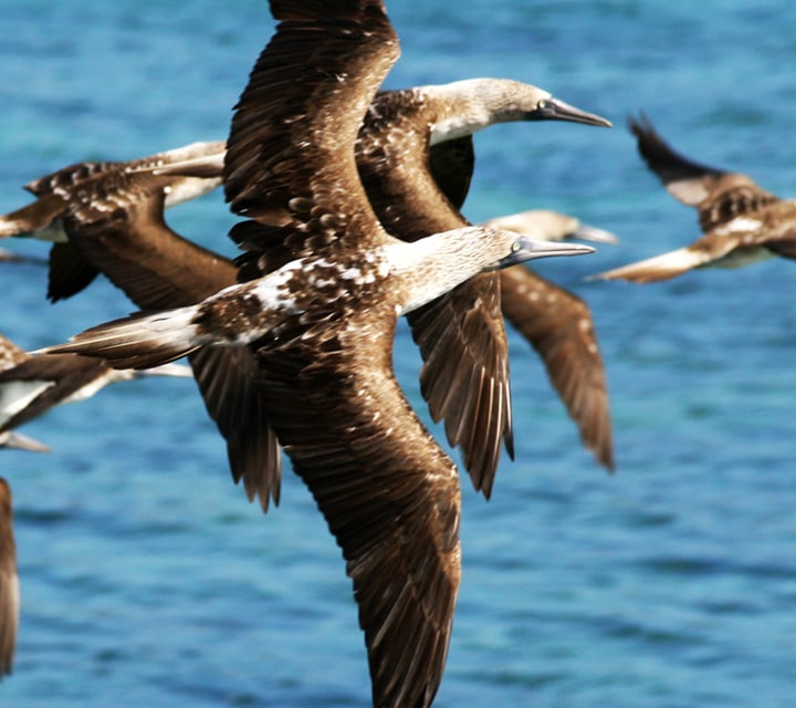 A trap of Blue-footed Boobies flying in the Galapagos
