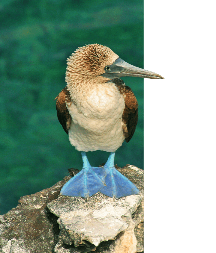 Blue-footed Boobie in the Galapagos