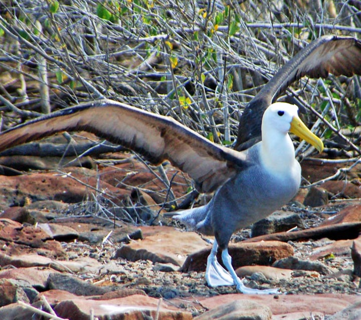 Galapagos Waved Albatross opening its wing