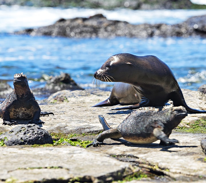 Wildlife thrive during an El Niño in Galapagos