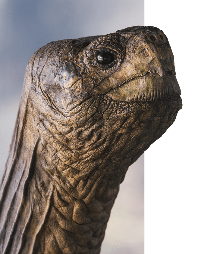 Lonesome George Galapagos Tortoise neck extended