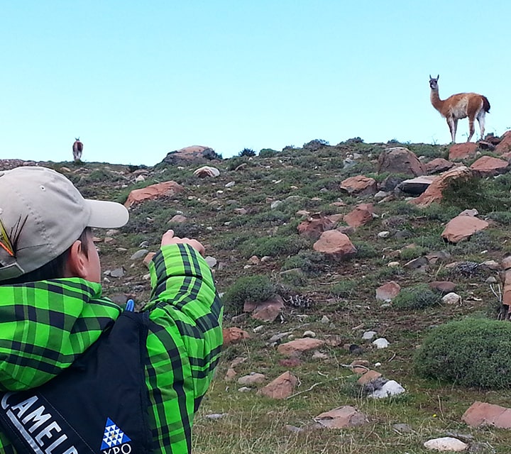 Spectacular animal sightings like a Guanaco in Patagonia