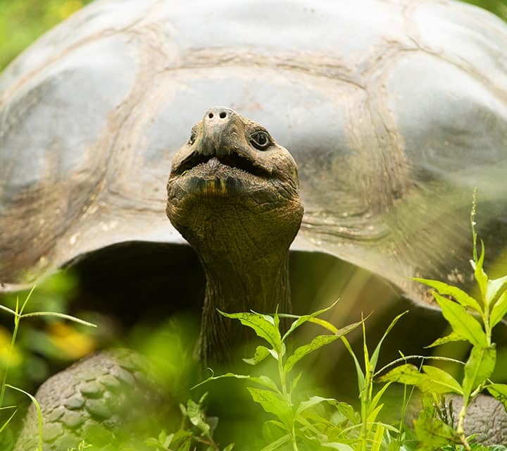 Galapagos Tortoise during El Niño