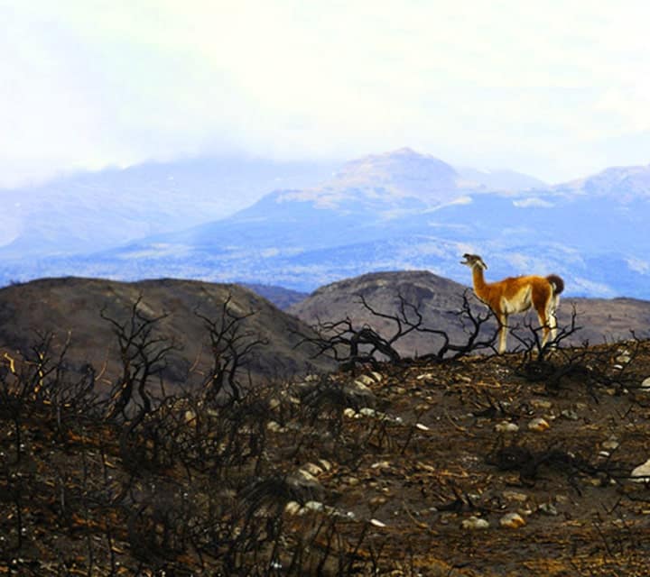 Guanaco standing around the fire damage Torres del Paine National Forest