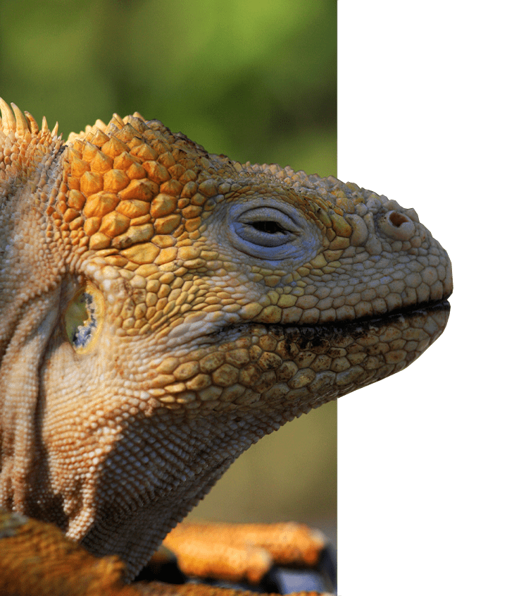 Up-close Galapagos Land Iguana with eyes closed